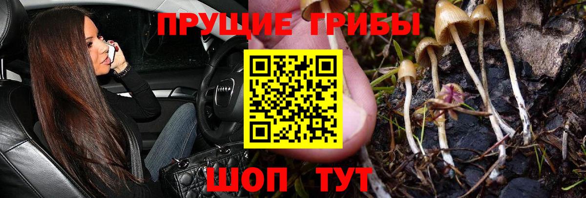 Галлюциногенные грибы мицелий  купить  сайты  Вход с VPN  Муравленко  Галлюциногенные грибы Psilocybe 